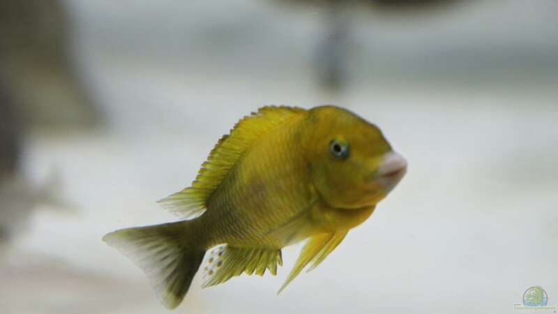 Tropheus moori kiriza yellow von 8 CBM (105)