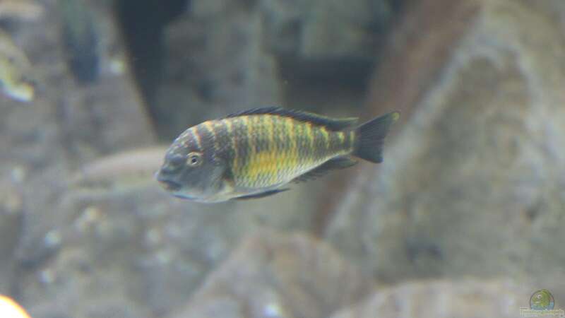 Tropheus moorii Kalambo von 8 CBM (107)