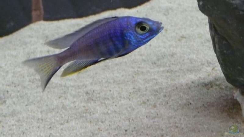 Copadichromis azureus von Dominik Steigewald (16)