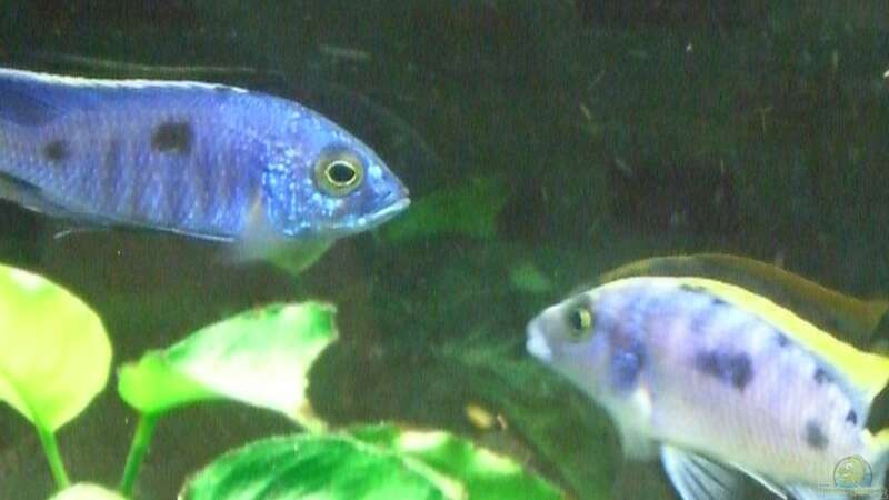 Otopharynx lithobates und Copadichromis azureus Männchen von Dominik Steigewald (8)