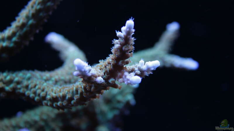 Aquarien mit Steinkorallen der Gattung Acropora