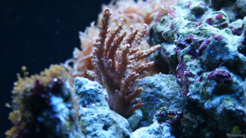 Acropora von Susanne Axt (15)