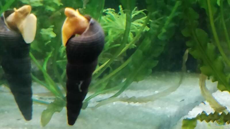 Tylomelania sp. Orange im Aquarium (Einrichtungsbeispiele für Orangene Felsenschnecke)