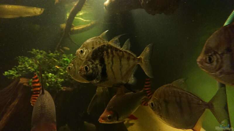 Aquarien mit Metynnis fasciatus (Gestreifter Scheibensalmler)