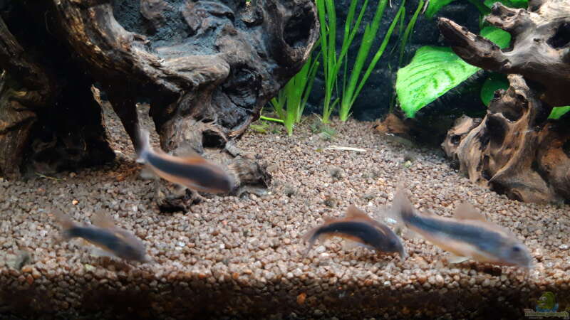 Corydoras-Gruppe von Mich (41)