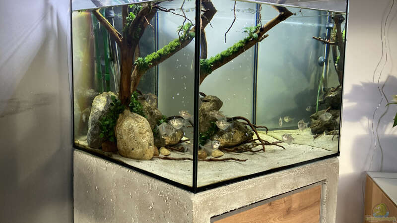 Aquarium Beton und Holz von Chris_R. (12)