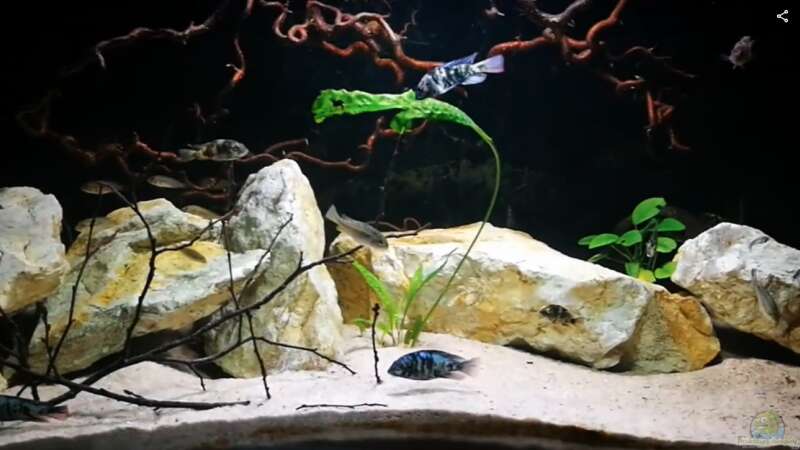 Beckenansicht von tonisafricancichlids (1)