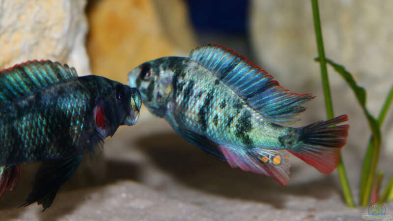 Paralabidochromis chromogynos im Aquarium (Einrichtungsbeispiele für Paralabidochromis chromogynos)