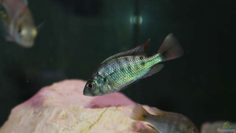 Lithochromis rubripinnis ´Luanso´ noch nicht ausgefärbt von tonisafricancichlids (22)