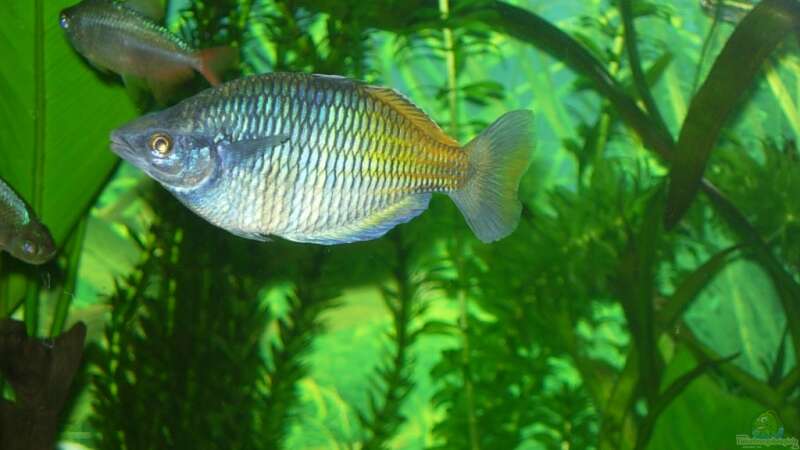 Besatz im Aquarium Becken 3848 von Sonja Kopf (17)