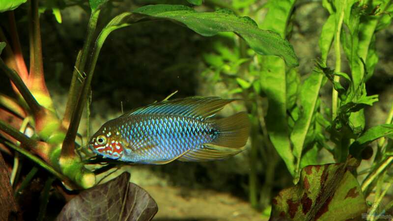 opal Borelli (apistogramma borelli opal) von Justin Xiang (3)