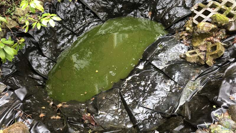 So pflege ich meinen Teich, mein Biotop