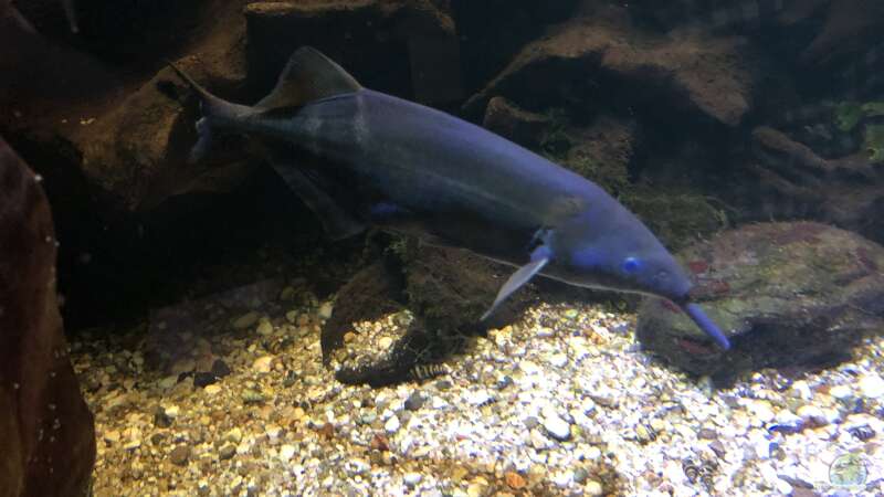 Das Haus der Natur in Salzburg Teil 2 - Aquarien und Informationen