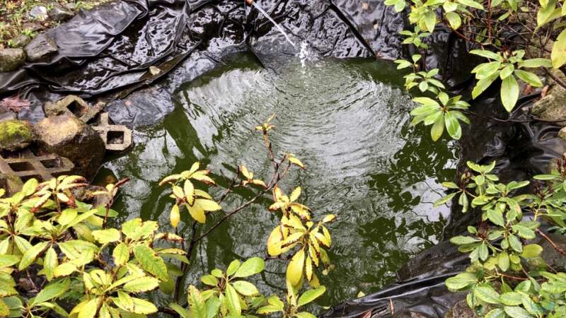 So pflege ich meinen Teich, mein Biotop