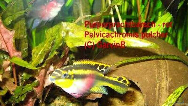 Pelvicachromis im Aquarium halten (Einrichtungsbeispiele für Pelvicachromis-Arten)