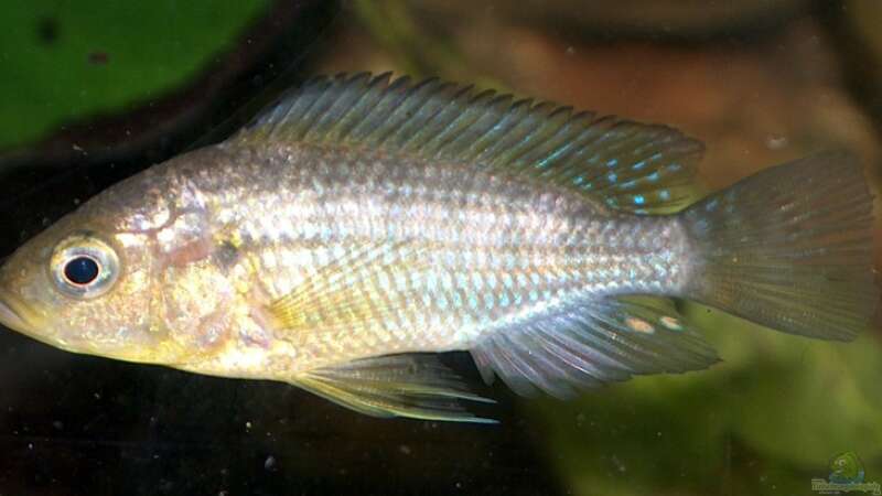 Astatoreochromis alluaudi, junges Männchen von Stanislav Kislyuk (20)