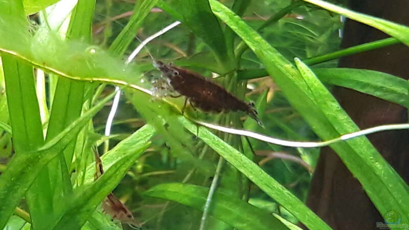 Neocaridina (schwanger) von Michael Müller (12)