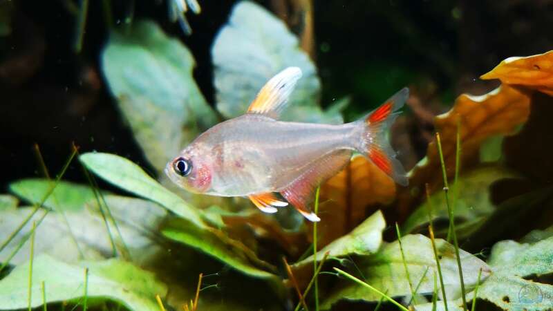 Aquarien mit Hyphessobrycon bentosi (Sichelsalmler)