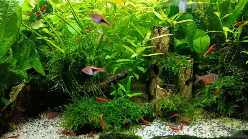 Aquarium mein kleines Asien Becken von odin 68 (10)