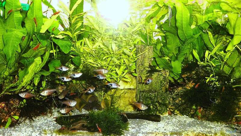 Aquarium mein kleines Asien Becken von odin 68 (12)