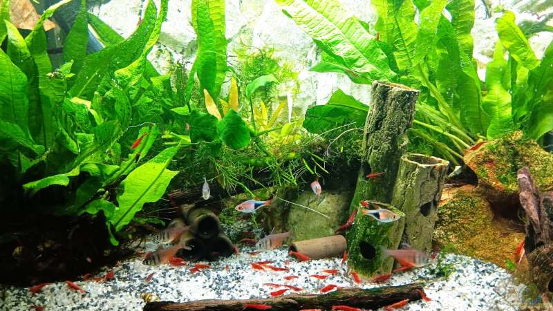 Aquarium mein kleines Asien Becken von odin 68 (14)