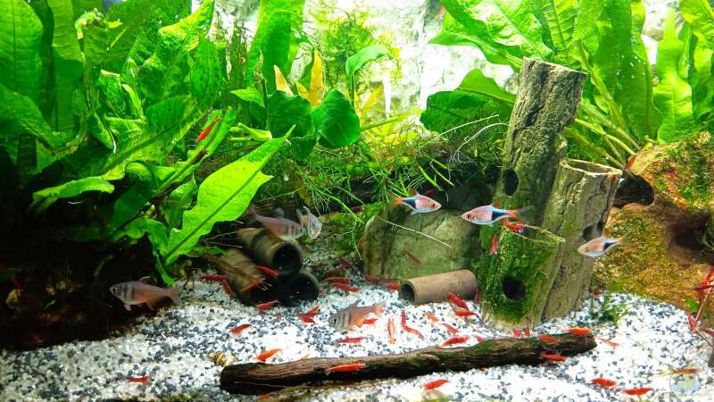 Aquarium mein kleines Asien Becken von odin 68 (15)