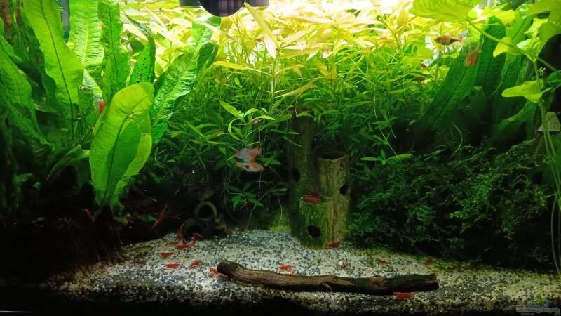 Aquarium mein kleines Asien Becken von odin 68 (18)