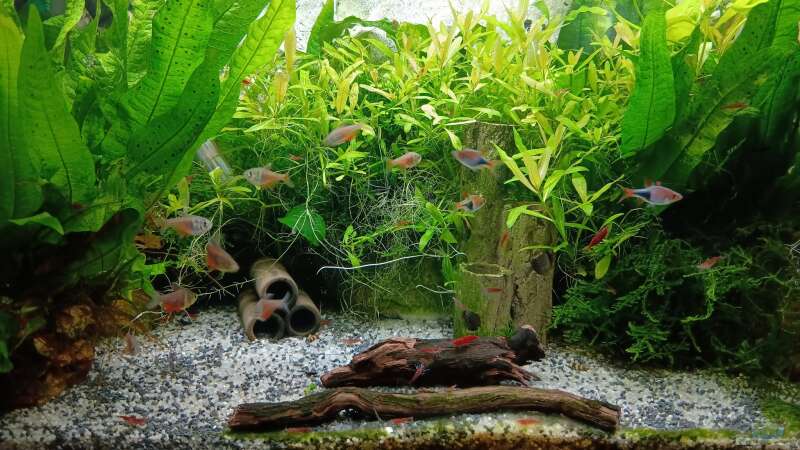 Aquarium mein kleines Asien Becken von odin 68 (20)