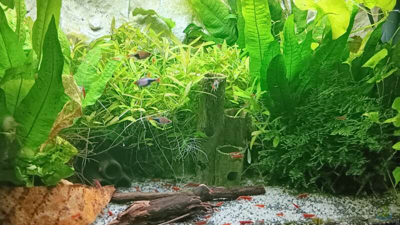 Aquarium mein kleines Asien Becken von odin 68 (21)