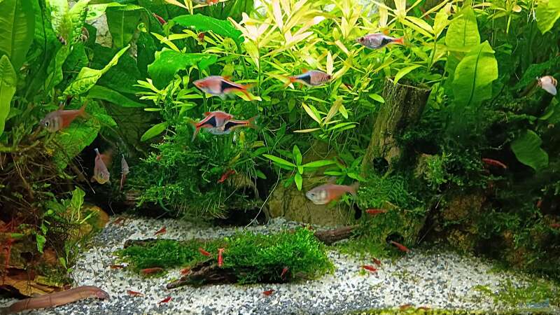 Aquarium mein kleines Asien Becken von odin 68 (2)