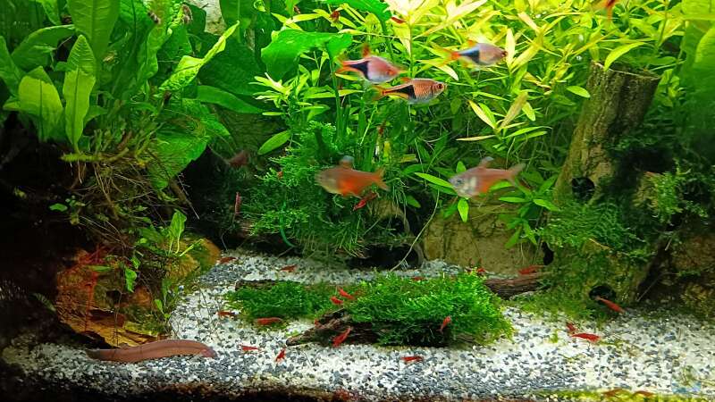 Aquarium mein kleines Asien Becken von odin 68 (3)