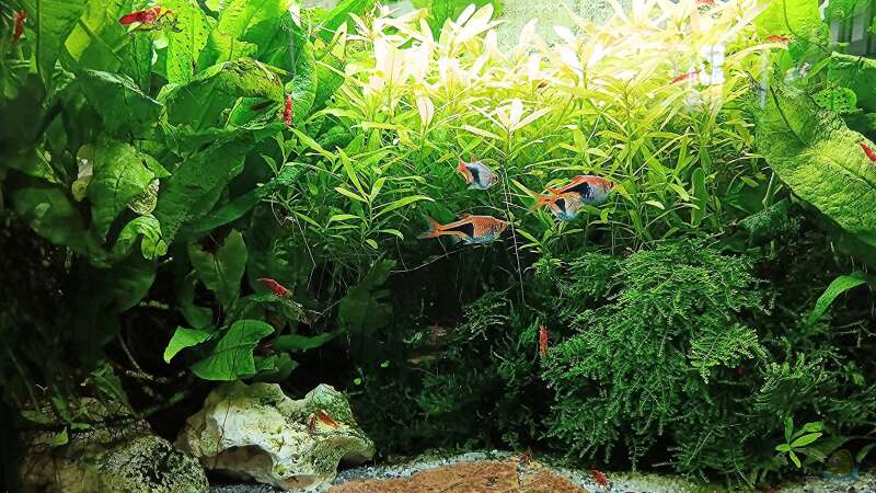 Aquarium mein kleines Asien Becken von odin 68 (40)