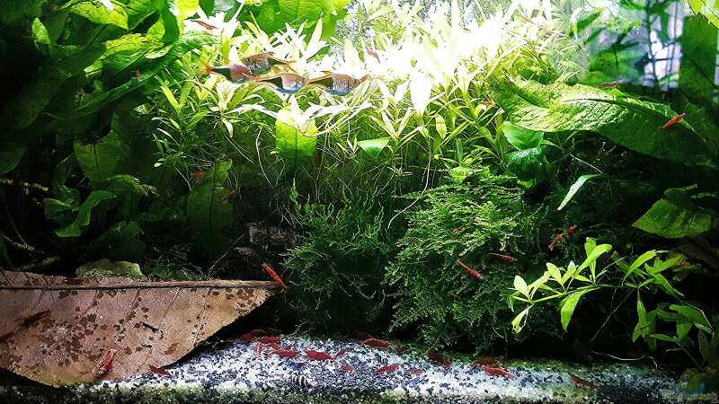 Aquarium mein kleines Asien Becken von odin 68 (42)