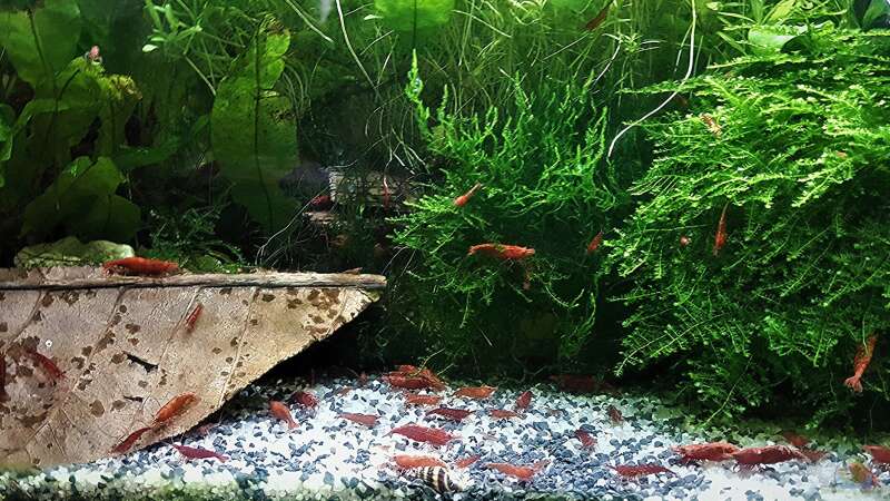 Aquarium mein kleines Asien Becken von odin 68 (43)