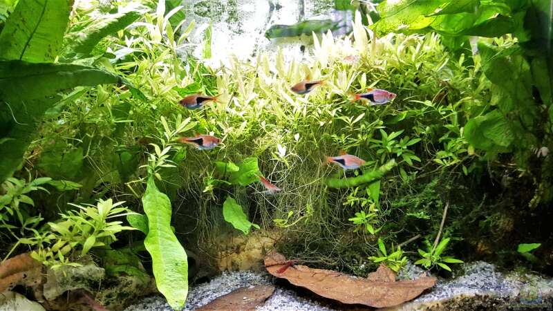 Aquarium mein kleines Asien Becken von odin 68 (46)