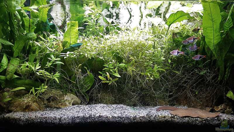 Aquarium mein kleines Asien Becken von odin 68 (53)