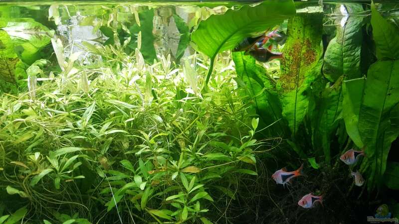 Aquarium mein kleines Asien Becken von odin 68 (57)