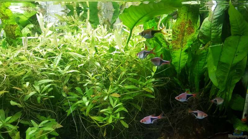 Aquarium mein kleines Asien Becken von odin 68 (58)