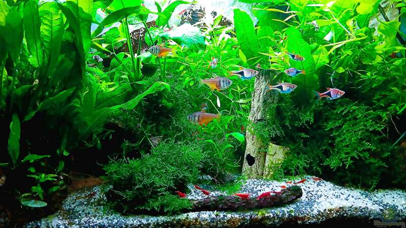 Aquarium mein kleines Asien Becken von odin 68 (5)