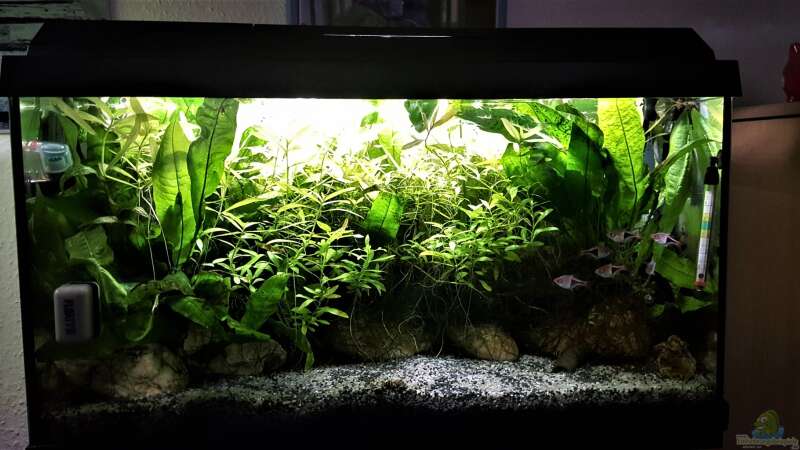 Aquarium mein kleines Asien Becken von odin 68 (61)