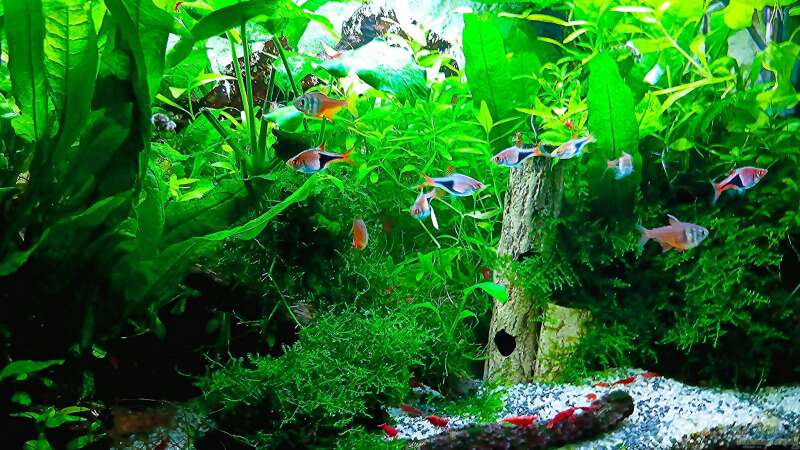 Aquarium mein kleines Asien Becken von odin 68 (6)