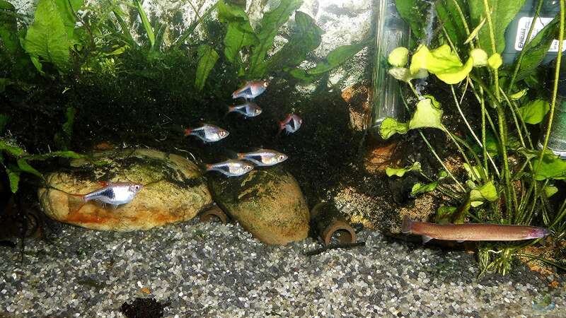 Aquarium mein kleines Asien Becken von odin 68 (73)