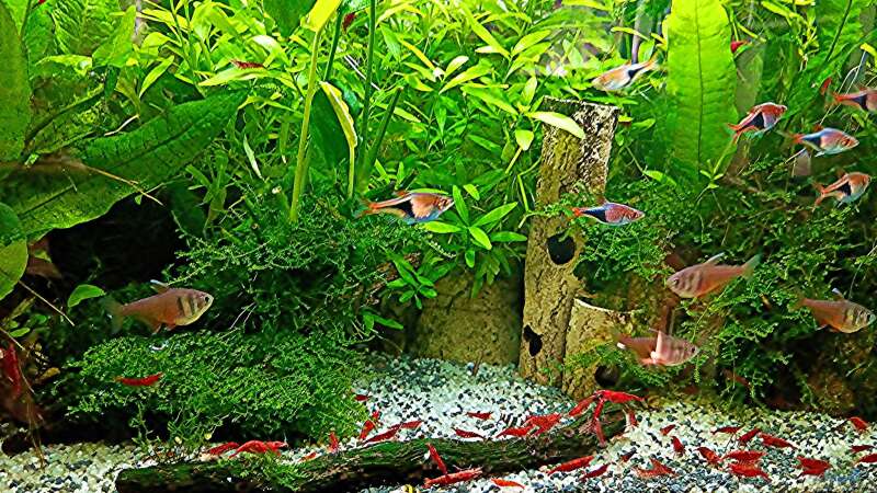 Aquarium mein kleines Asien Becken von odin 68 (7)