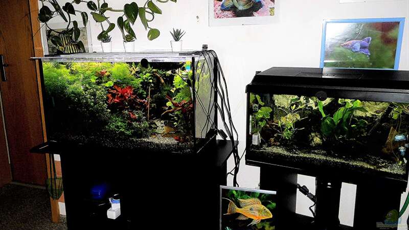 Aquarium mein kleines Asien Becken von odin 68 (81)