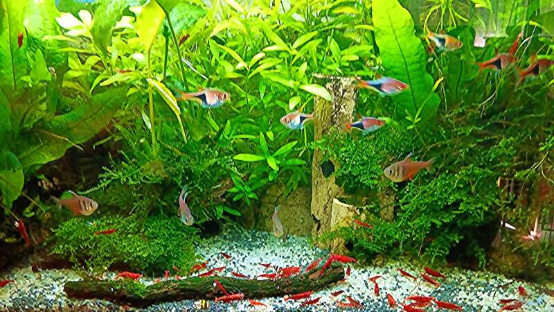 Aquarium mein kleines Asien Becken von odin 68 (8)