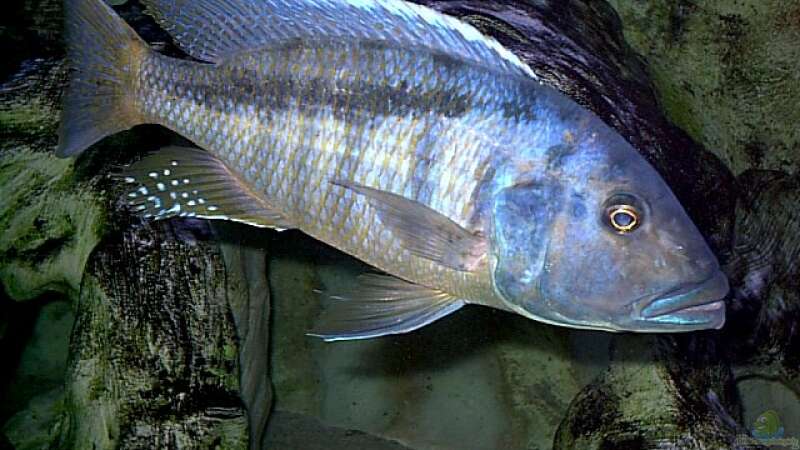 Aquarien mit Buccochromis heterotaenia