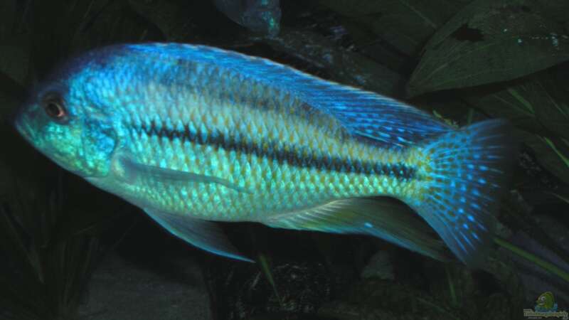 Chilotilapia rhoadesii von Wolfgang Schlader (27)