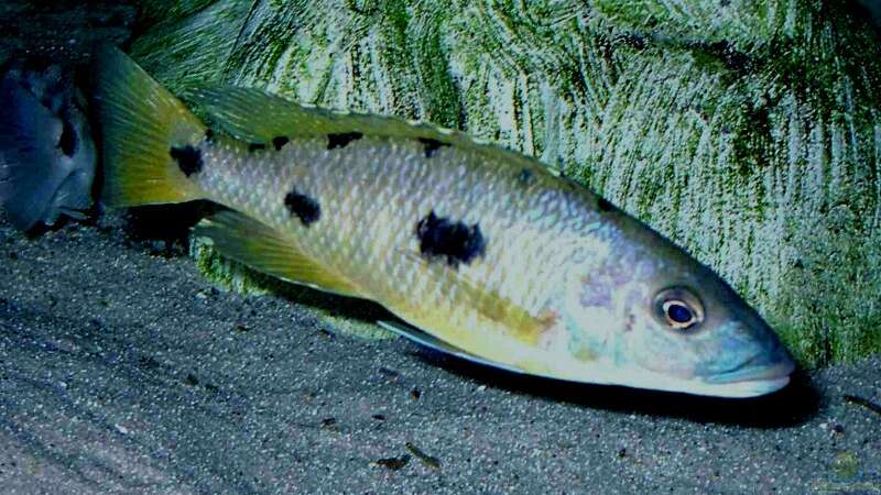 Exochromis anagenys von Wolfgang Schlader (30)