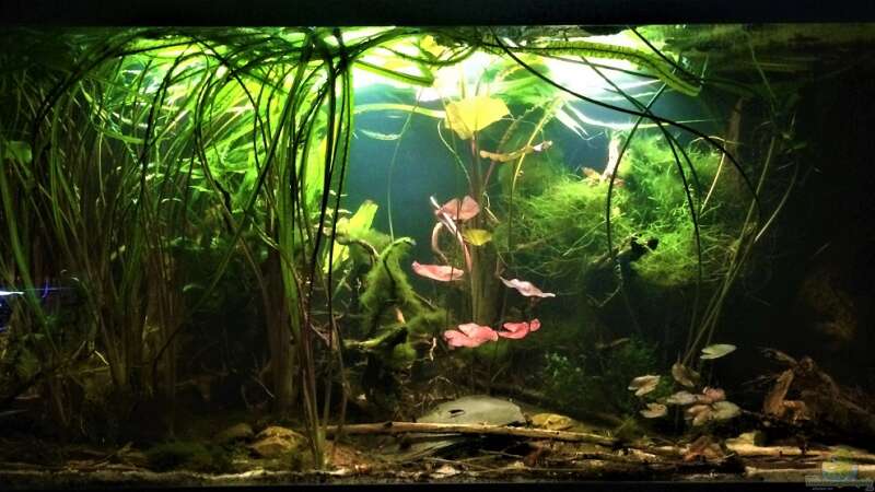 Aquarium Schlaftraum von NaMo (8)