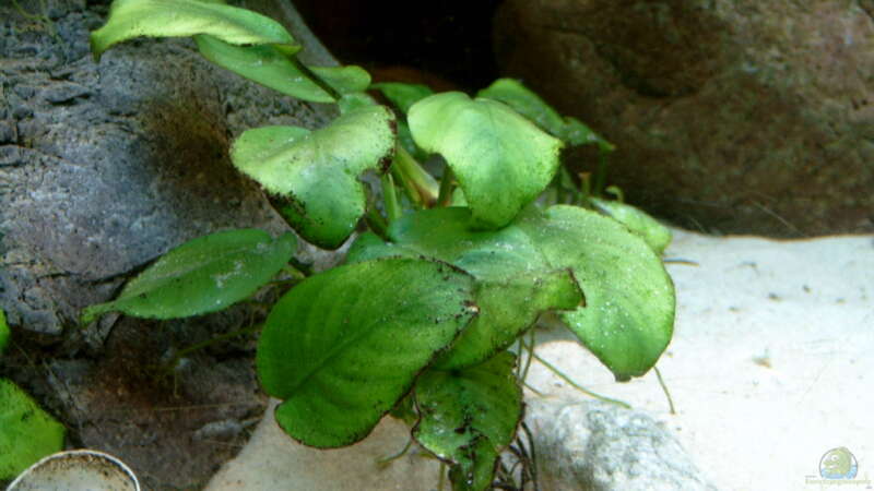 Pflanzen im Aquarium Becken 409 von Helgo Jacob (4)